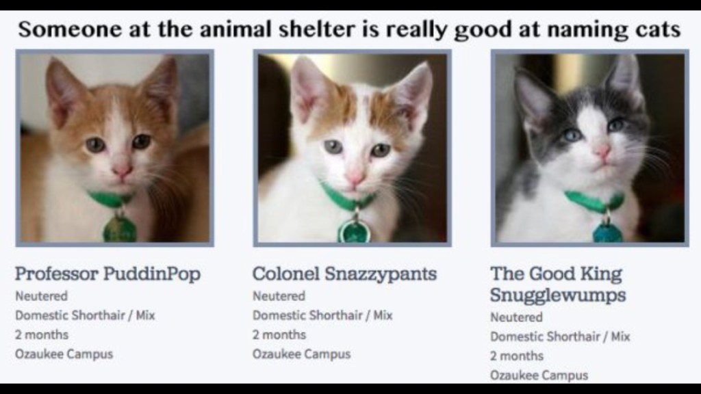 I loathe cats and I had to think twice about maybe taking Colonel Snazzypants home. 